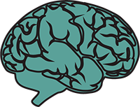 brain